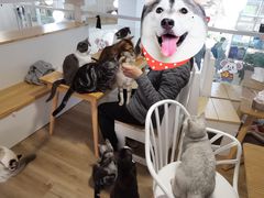 -李小姐の猫咖啡馆(五角场店)