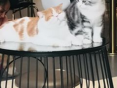 -飞行喵MR PILOT|猫舍·猫咖(静安大融城店)