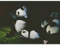 -成都泰迪熊博物馆