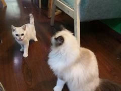 -李小姐の猫咖啡馆(五角场店)