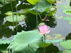 -荔湾湖公园
