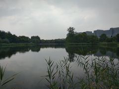 -大兴滨河森林公园