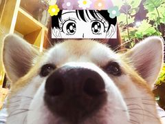 -柴务处·柴犬主题狗咖