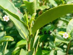 -树山生态村
