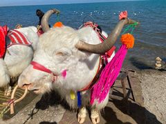 -青海湖国家重点风景名胜区