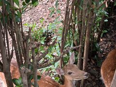 -合肥野生动物园