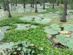-池杉湖湿地公园