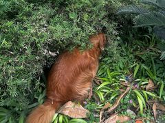 -柏萃动物医院·骨科·牙科