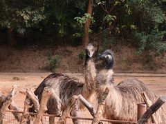 -深圳野生动物园