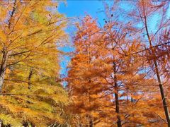 -小芝红树林