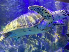 -太平洋海底世界