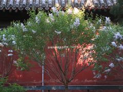 -北京市劳动人民文化宫(太庙)