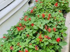 -徐家汇源景区-衡山公园