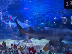 -烟台海昌鲸鲨海洋公园