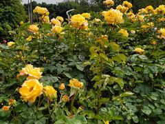 -人民公园(罗湖区)