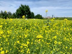 -长白岛森林公园