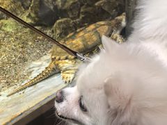 -帕帕拉兹宠物(亚洲旗舰店)