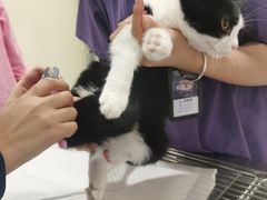 -萌兽医馆·犬猫专科·眼科中心·宠物医院(朝阳门分院)