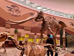 -陕西自然博物馆