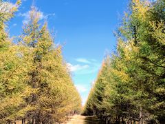 -塞罕坝国家级自然保护区