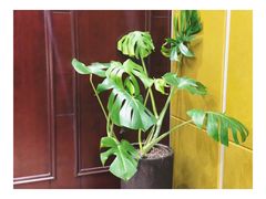 -皇城根·烤鸭·鱼头·家常菜(欧亚大观乐活城店)