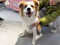 -FAELING PETS美天灵宠物(富力广场店)