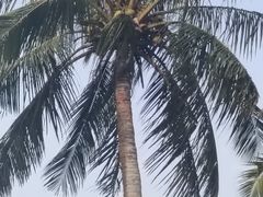 -东郊椰林