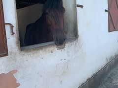 -松声马术俱乐部