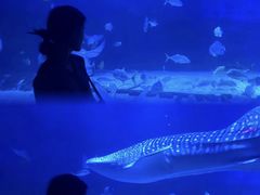 -烟台海昌鲸鲨海洋公园