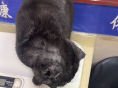 -艾贝尔宠物医院·狂犬免疫点(江山金象城店)