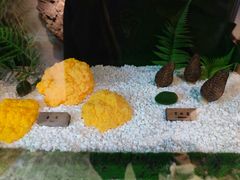 -慢丽江·云南野生菌土鸡锅(西山店)