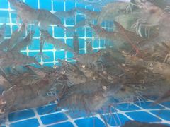 -蓝珊甄选海鲜自助·火锅大排档(近阿那亚店)