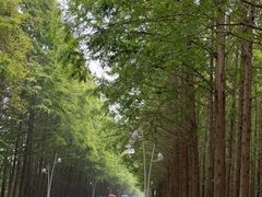 -日照海滨国家森林公园