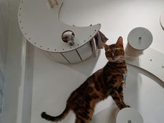 -楼上猫咖(罗湖店)