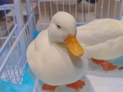 -怪兽屋·羊驼·猫咖·狗咖(俊华广场店)