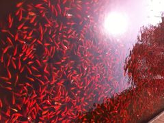 iphone_upload_pic-普陀山风景名胜区-法雨禅寺