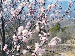-白水寺森林公园