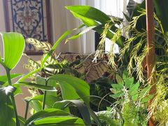 -Thai Basil罗勒叶泰式餐厅(时代天街店)