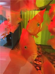 -西美医疗美容门诊部