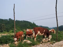 -紫荆关长城漂流