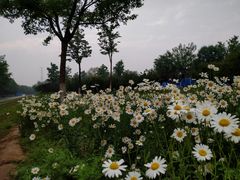 -永定河休闲森林公园