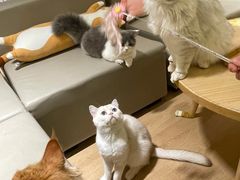 -猫腻·猫咖·撸猫馆(星光大道店)