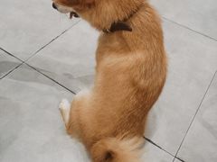 -CHEZ JASMINE 茉莉的氧气厨房