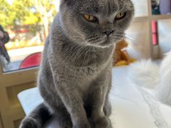 -猫小院猫主题餐厅(南锣旗舰店)