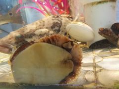 -巽寮印象美食部落餐厅·海鲜·地方特色菜(惠州体验店)