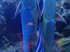 -海合安成都极地海洋公园