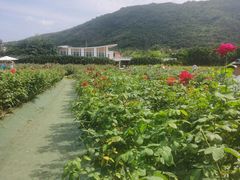-亚龙湾国际玫瑰谷