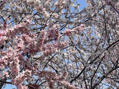 -桃花堤公园