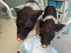 -怪兽屋·羊驼·猫咖·狗咖(俊华广场店)