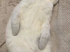-猫大福·Fortune Cat猫舍(百子湾店)